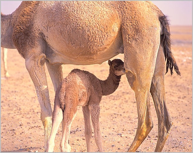 camel 640