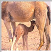 Newborn camel